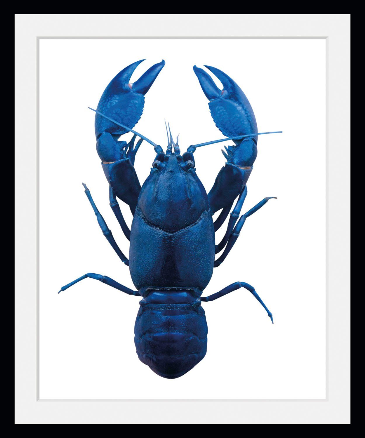queence Bild Uschi, Kunst, Meer, Wassertiere (1 St), HD Premium Poster-Druck inkl. Holzrahmen