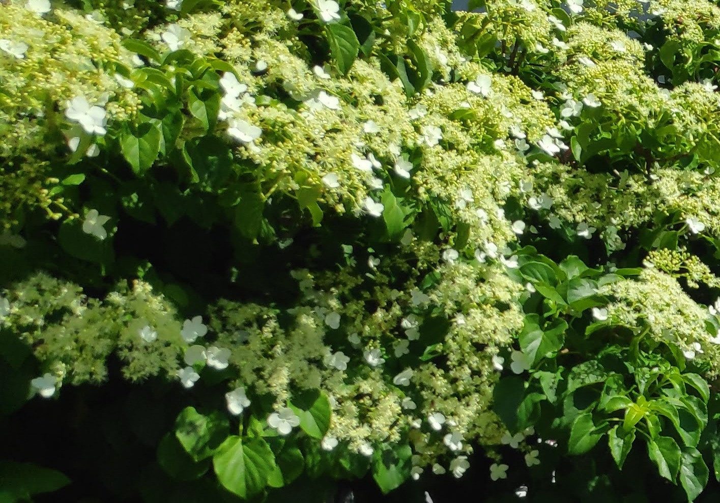 Baumschule Gold Kletterpflanze Kletterhortensie Hydrangea petiolaris 40-60