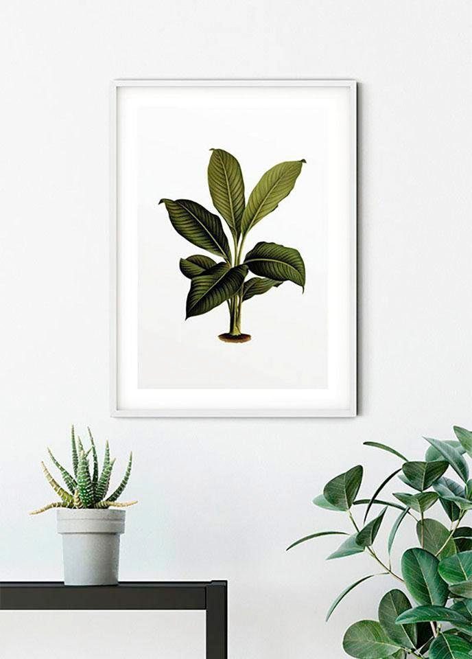Pflanzen (1 Wohnzimmer Kinderzimmer, Elastica Leaf, St), Blätter, Poster Komar Schlafzimmer,