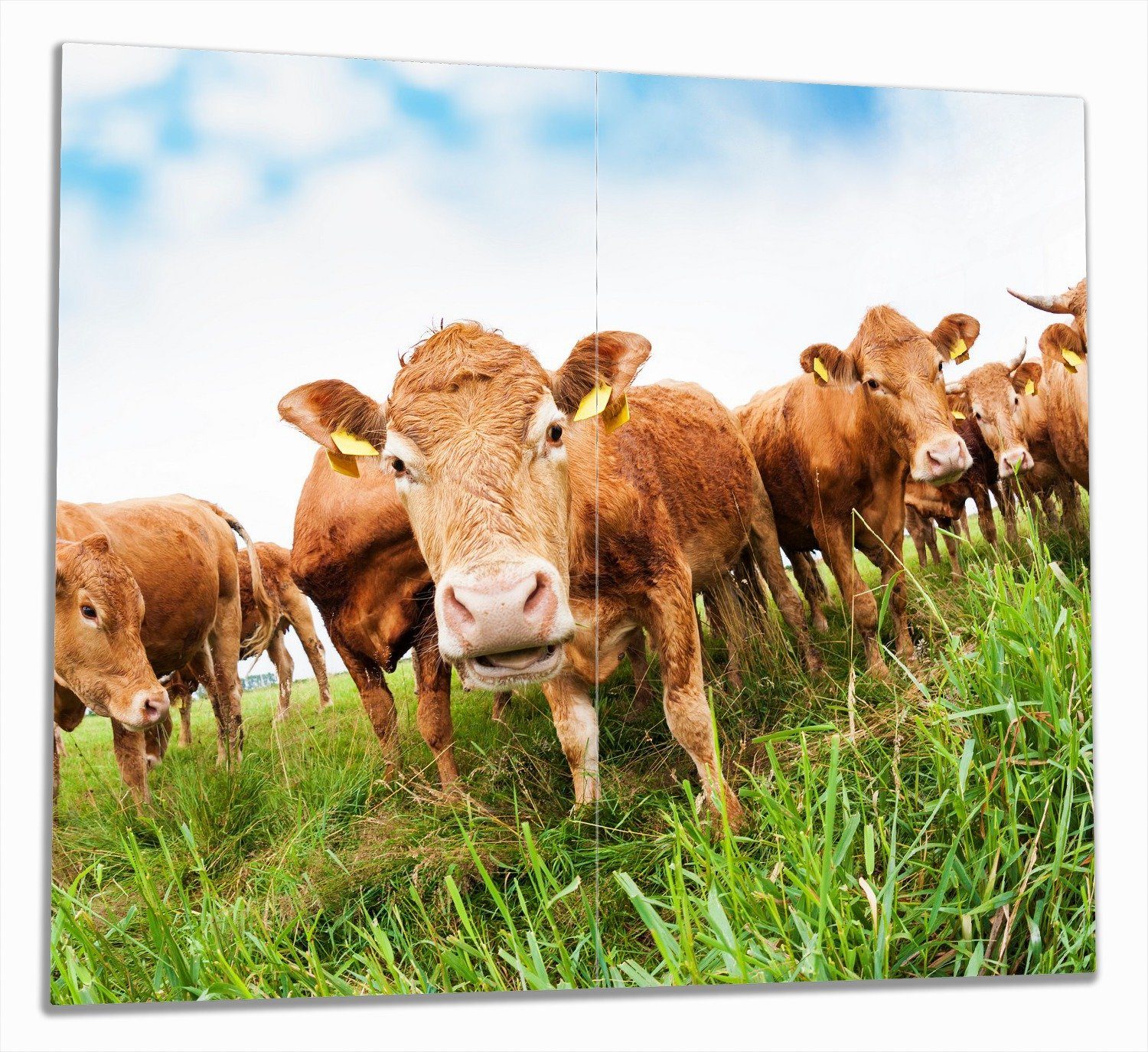 Wallario Herd-Abdeckplatte Kühe im Sommer auf der Weide, ESG-Sicherheitsglas, (Glasplatte, 2 tlg., inkl. 5mm Noppen), verschiedene Größen