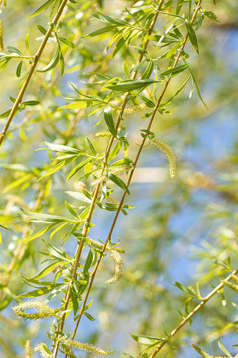 Garten von Ehren Baum Salix alba Tristis, Containerware, 100-125 cm hoch