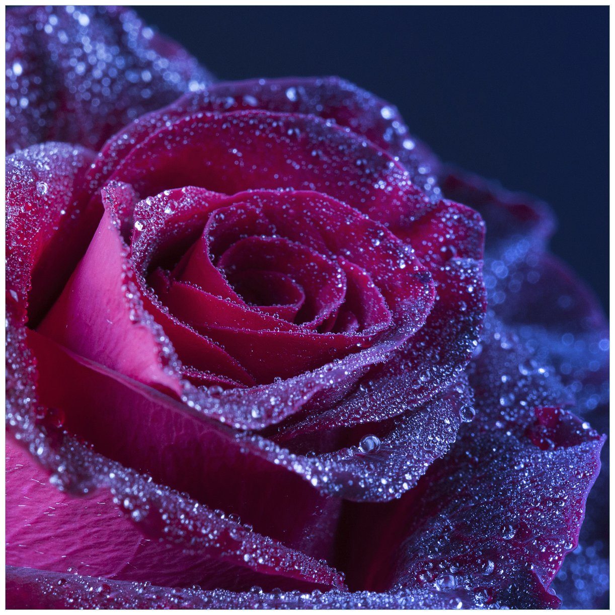 geeignet Lack im Rote St), Regen (1 Tisch Wallario Rosenblüte für Ikea Tischplatte