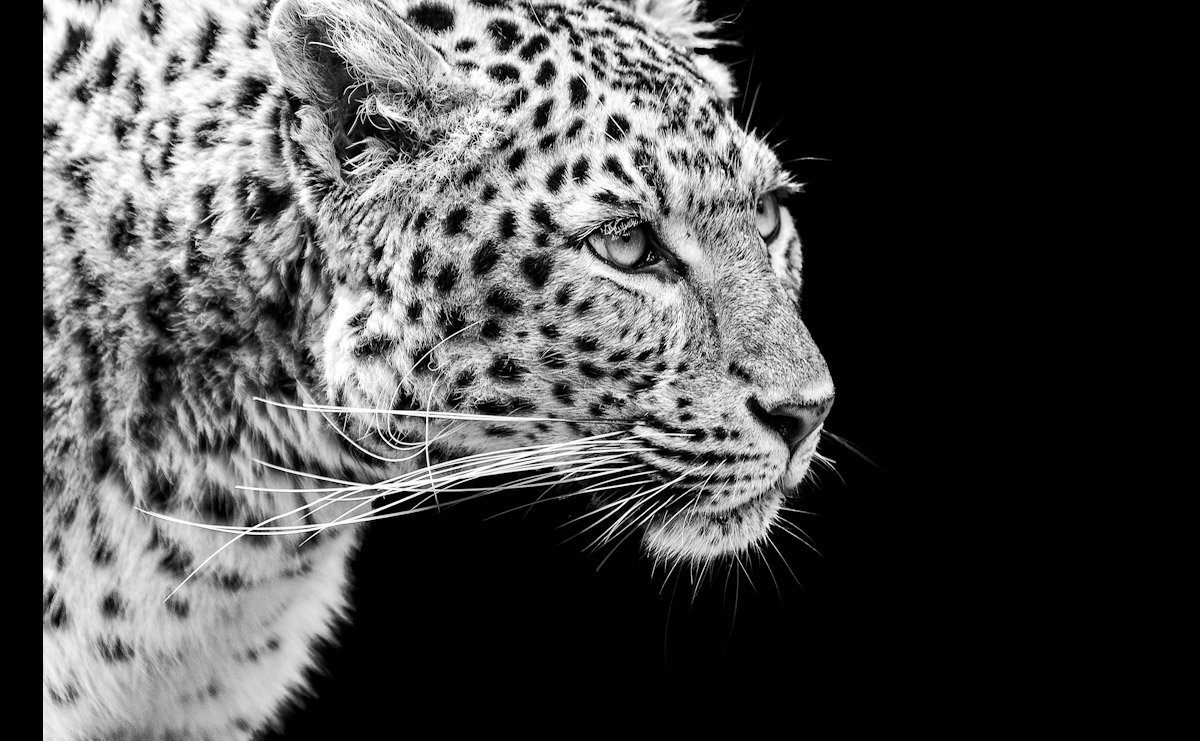 Papermoon Fototapete Leopard Schwarz & Weiß