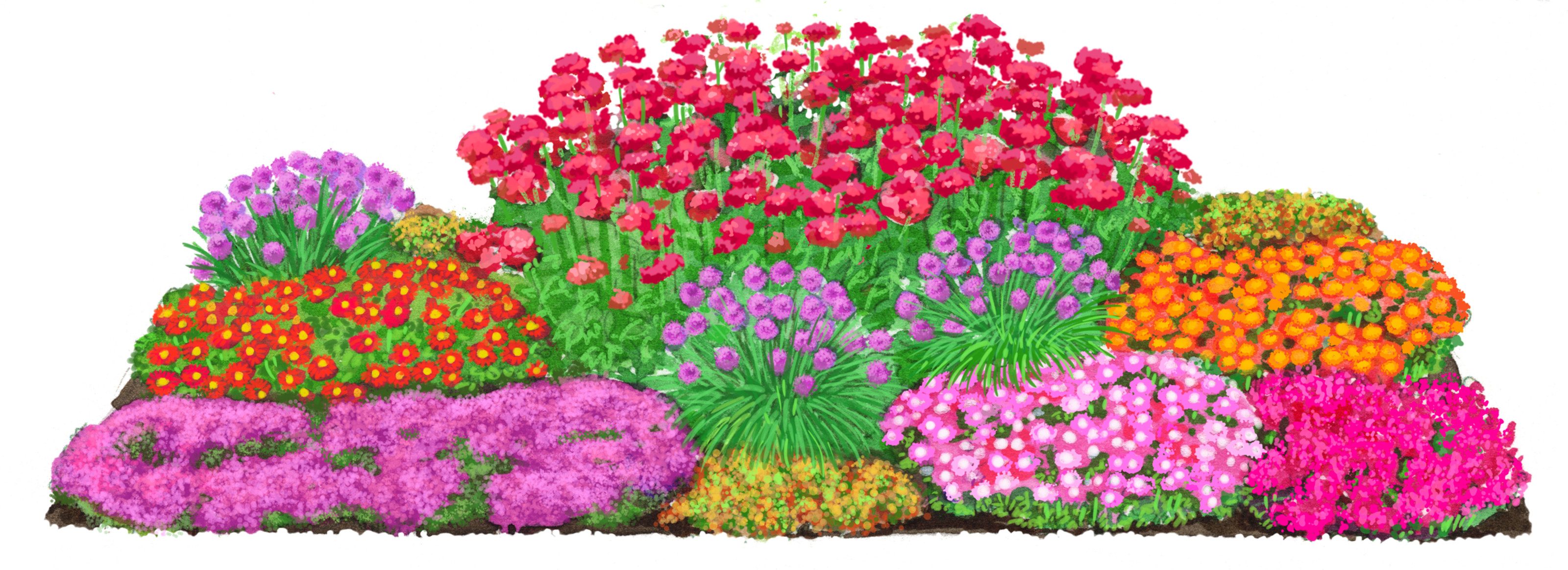 Dehner Rose Bio Stauden-Set Trocken durch den Sommer, je 3-20 cm exkl. Pflanztopf