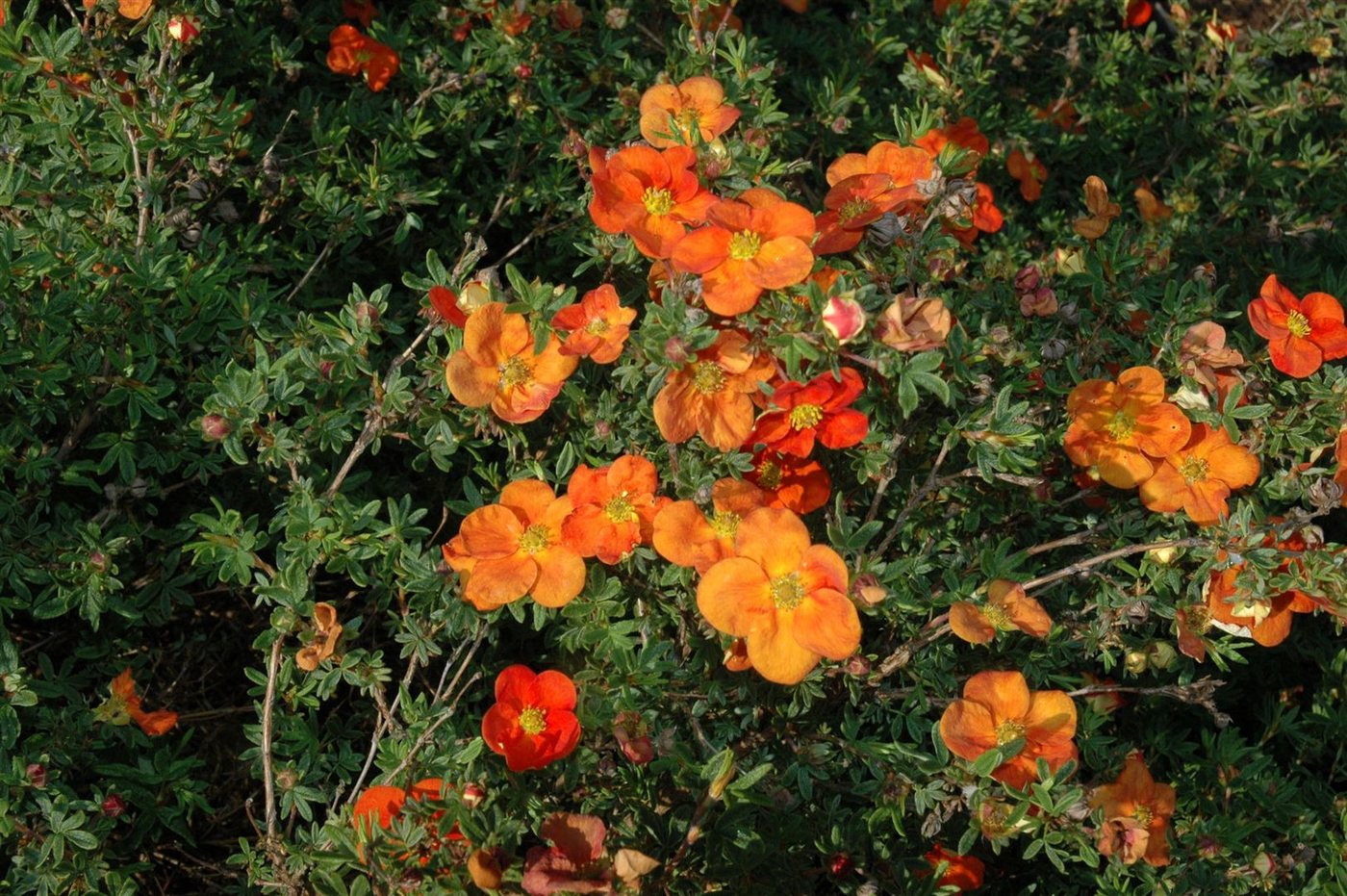 Pflanzen für Dich Bodendecker Potentilla Red Ace, 1 St., Fingerstrauch, Fünffingerstrauch, leuchtend rot, lange blütezeit