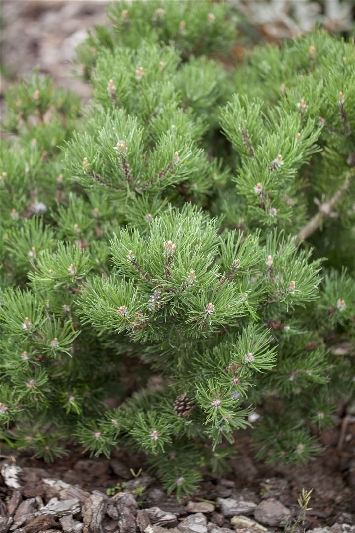 Pflanzen für Dich Konifere Pinus mugo Laurin, 1 St., Bergkiefer, Latschenkiefer, Krummholzkiefer, kompakt, immergrün