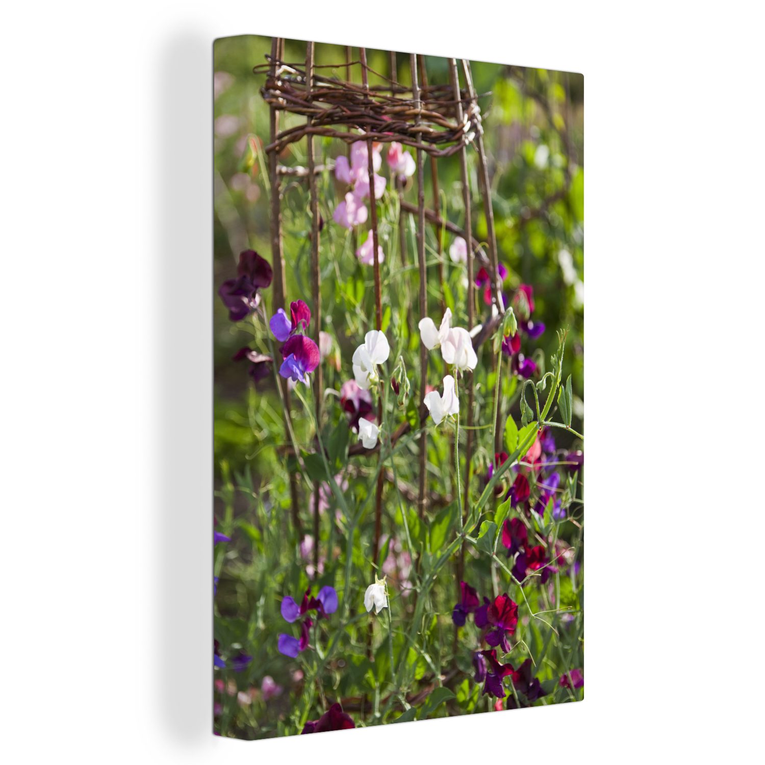 OneMillionCanvasses® Leinwandbild Lathyrus-Blüten auf Weidenzweigen, (1 St), Leinwandbild fertig bespannt inkl. Zackenaufhänger, Gemälde, 20x30 cm