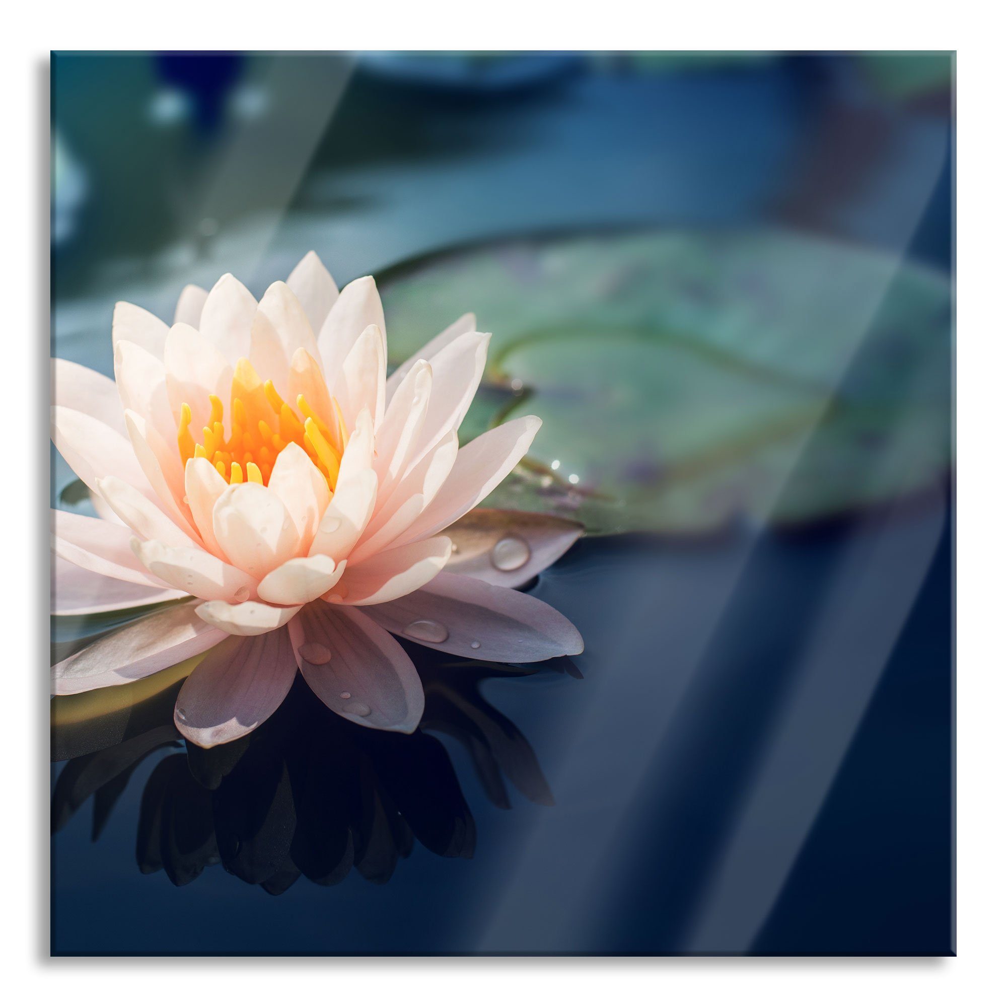 Pixxprint aus Glasbild Aufhängungen St), in Glasbild Teich Echtglas, inkl. Abstandshalter Eine Lotusblume rosa Lotusblume und Teich, (1 Eine rosa in
