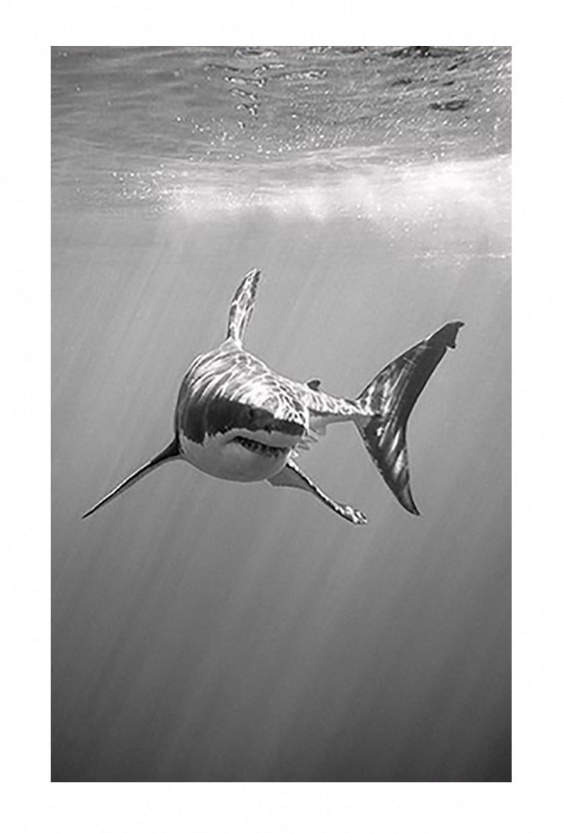 TPFLiving Kunstdruck (OHNE RAHMEN) Poster - Leinwand - Wandbild, Der weiße Hai - Verschiedene Impressionen (Leinwand Wohnzimmer, Leinwand Bilder, Kunstdruck), Leinwand bunt - Размер 20x30cm