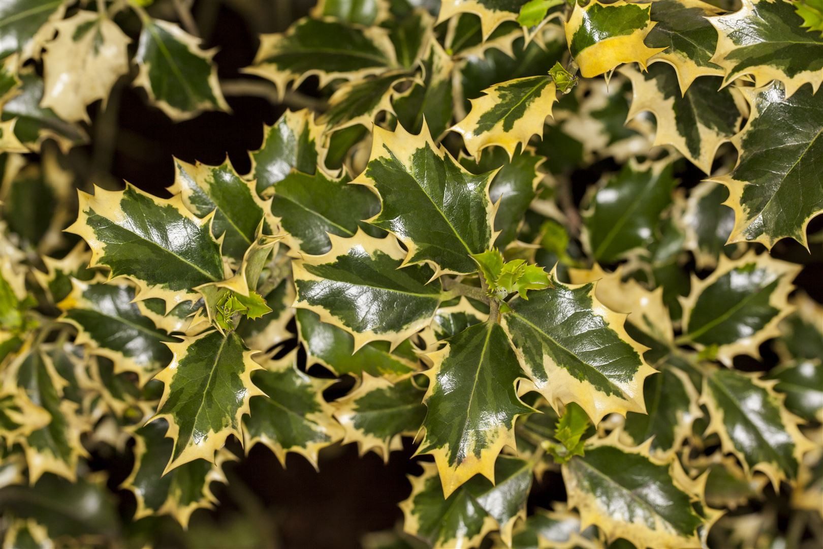 Pflanzen für Dich Gehölze Ilex aquifolium Silver Queen, 1 St., Stechpalme, Silber-Queen-Stechpalme