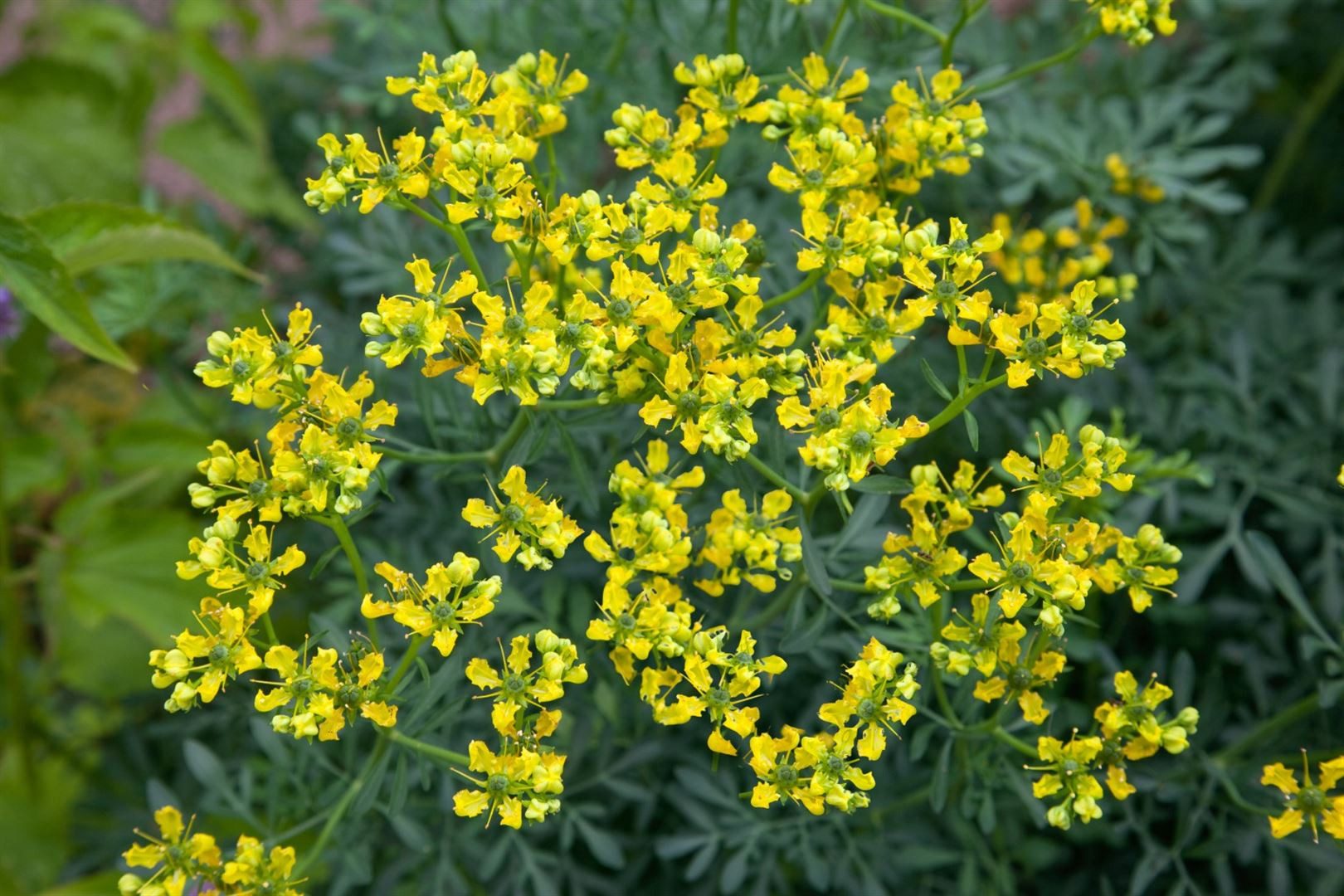 Pflanzen für Dich Staude Ruta graveolens, 1 St., Weinraute, Gartenraute, Raute