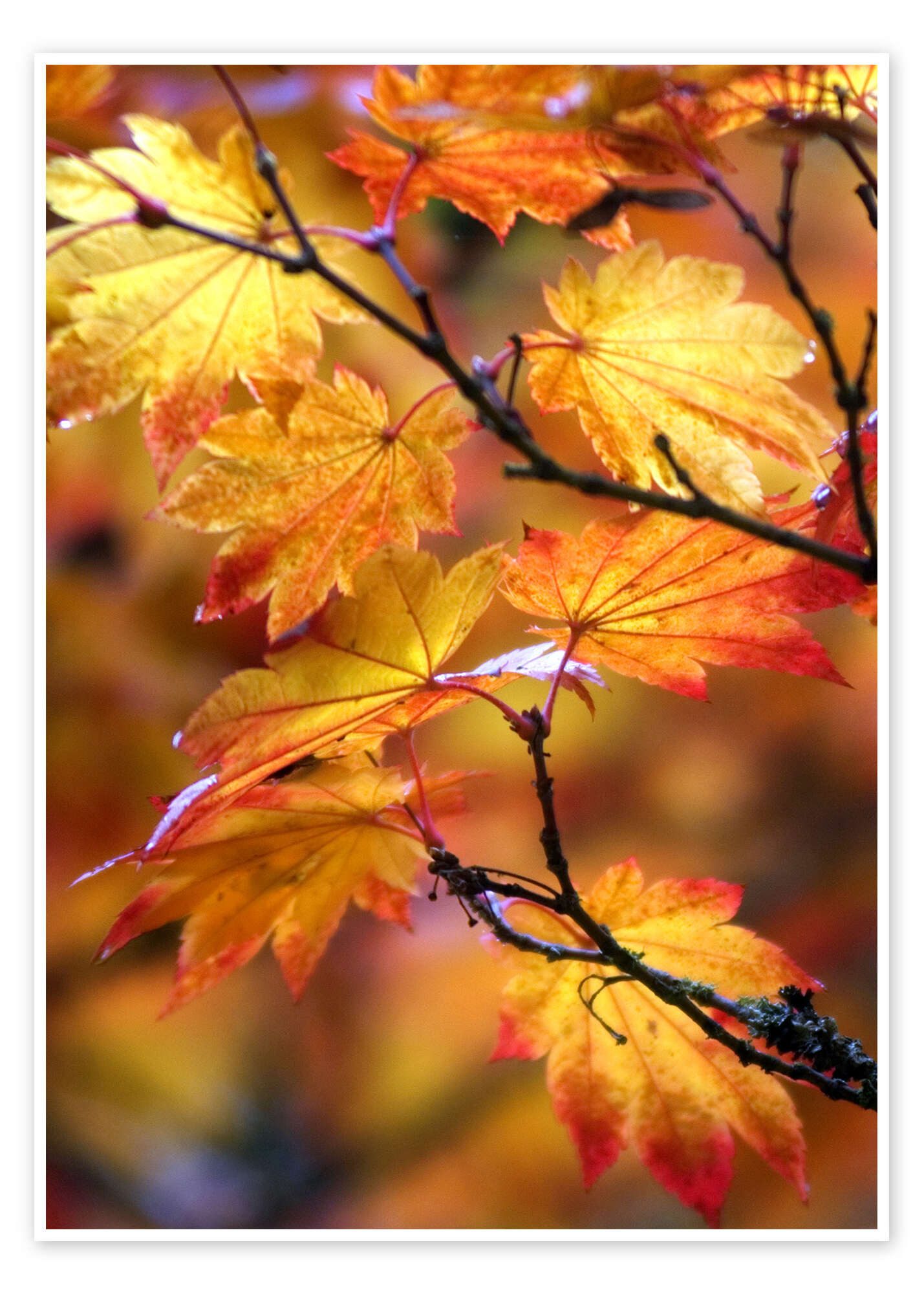 Posterlounge Wandbild Ahornblätter im Herbst, Janell Davidson, erhältlich als Poster, Leinwandbild, Wandsticker oder Acrylglasbild