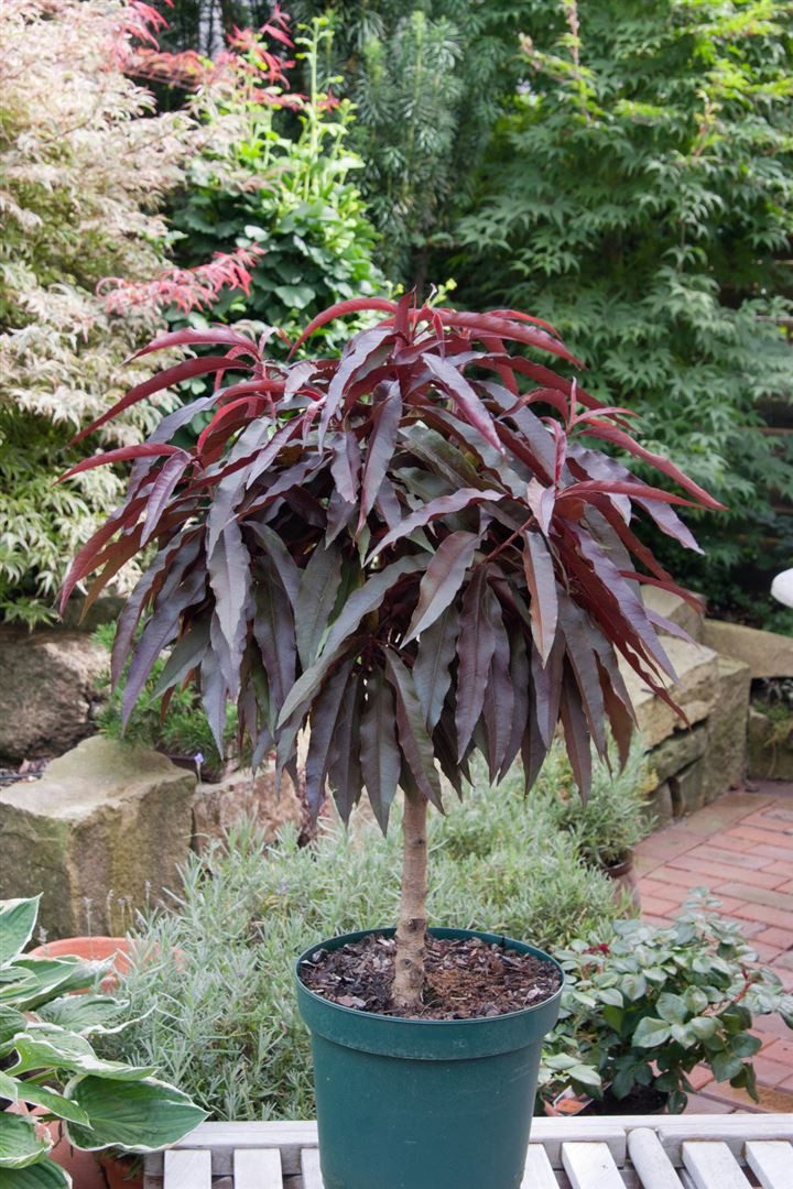 Pflanzen für Dich Obstpflanze Zwergpfirsich, 1 St., Zwergpfirsich, Prunus p günstig online kaufen