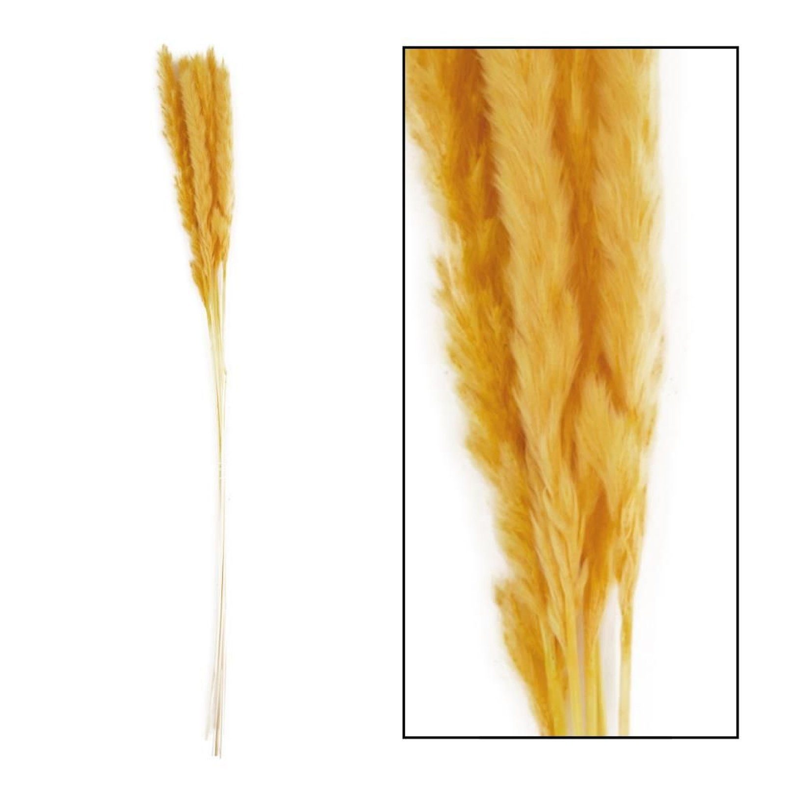 Trockenblume Pampasgras gelb grass - cm pampas 6 - Stück, Cortaderia - 75 - DIJK