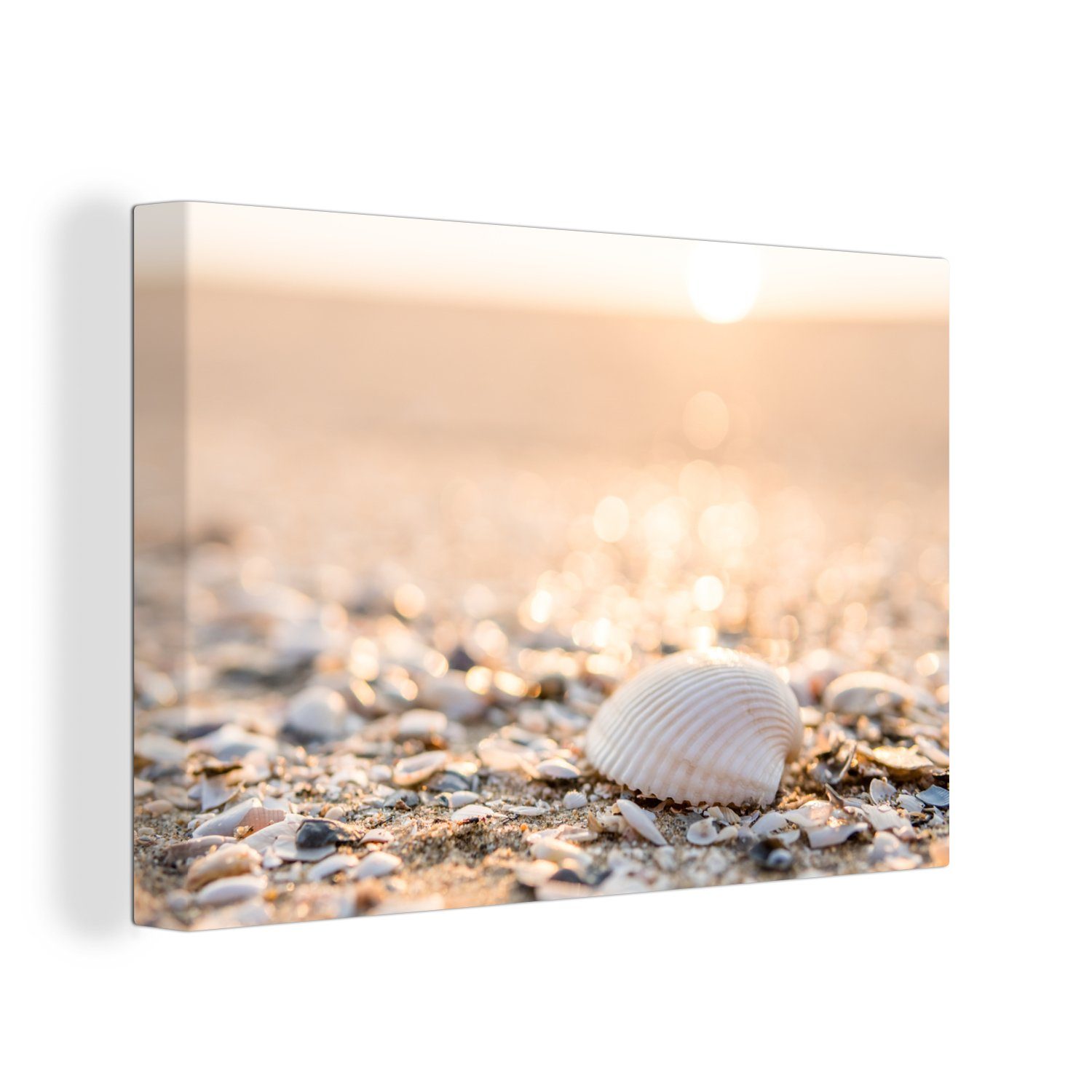 OneMillionCanvasses® Leinwandbild Muscheln - Weiß - Strand - Sommer, Fotodr günstig online kaufen