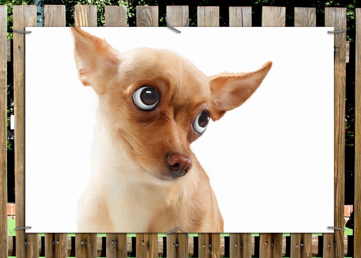 Thumbnail - Wallario Sichtschutzzaunmatten Lustiger Hund mit fliegenden Ohren
