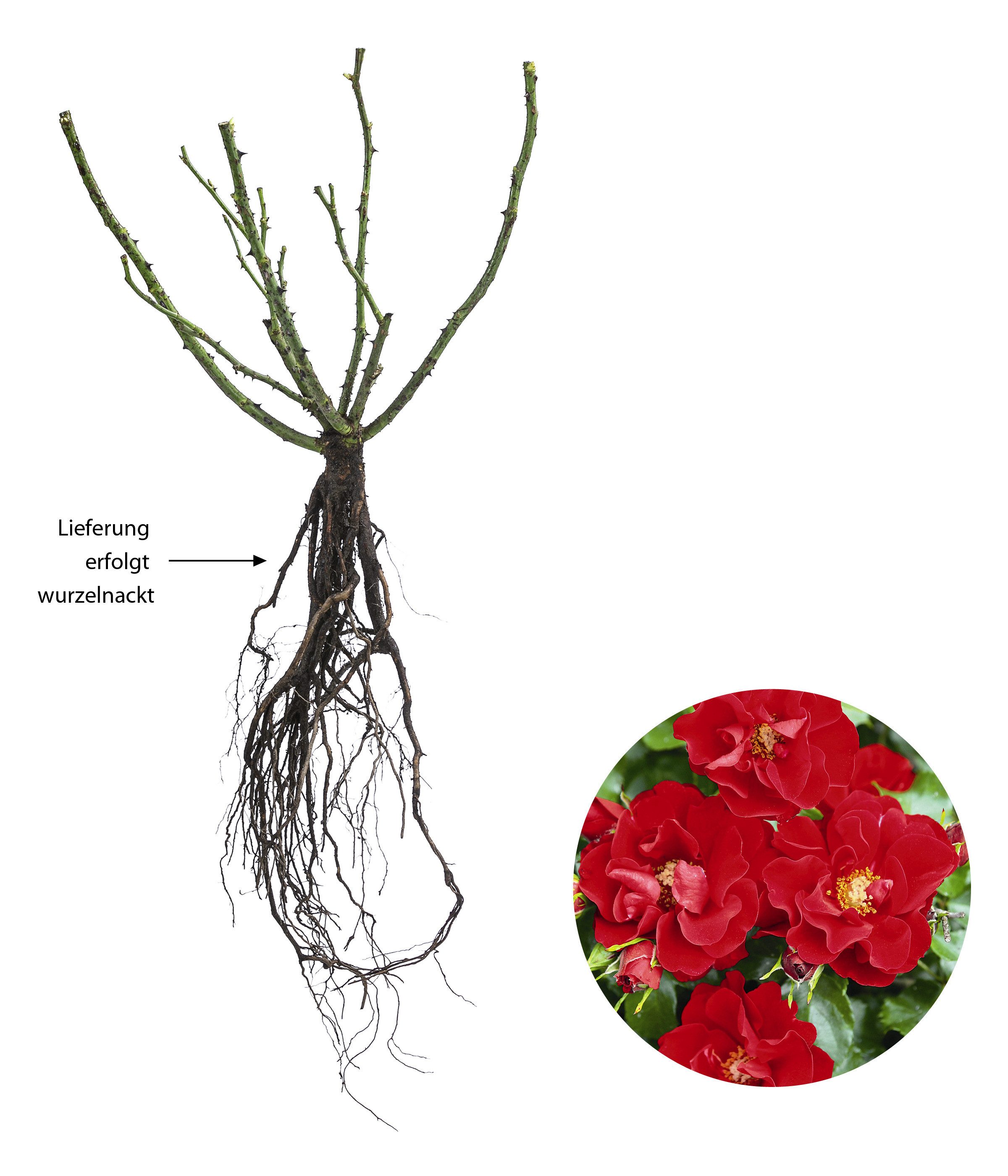 Dehner Rose Bodendeckerrose Matador®, rote halbgefüllte Blüten, nicht duftende Rose, Züchter Tantau