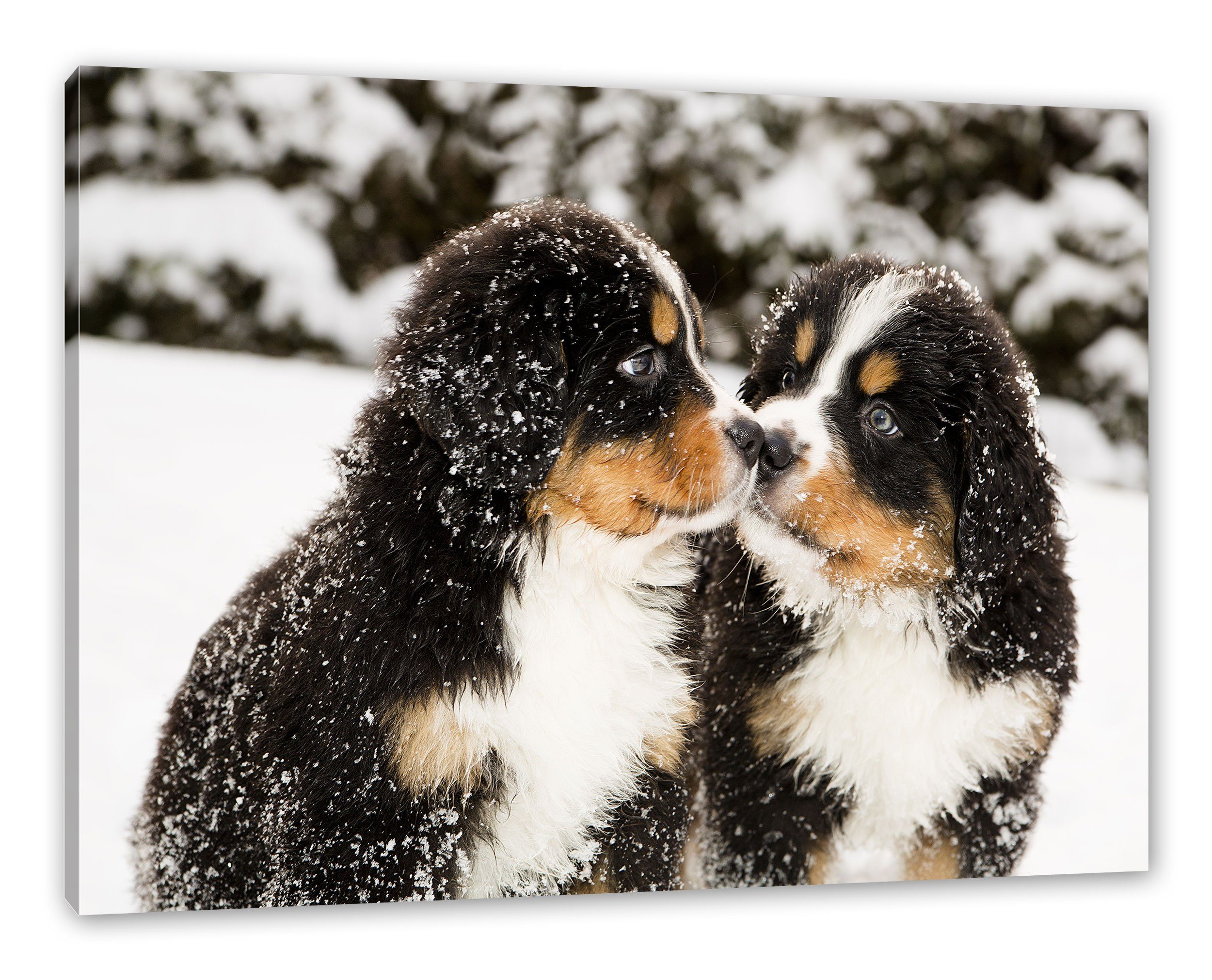 (1 inkl. St), bespannt, Leinwandbild Welpen Bernersennen Hunde Bernersennen Hunde Zackenaufhänger Pixxprint Leinwandbild Welpen, fertig