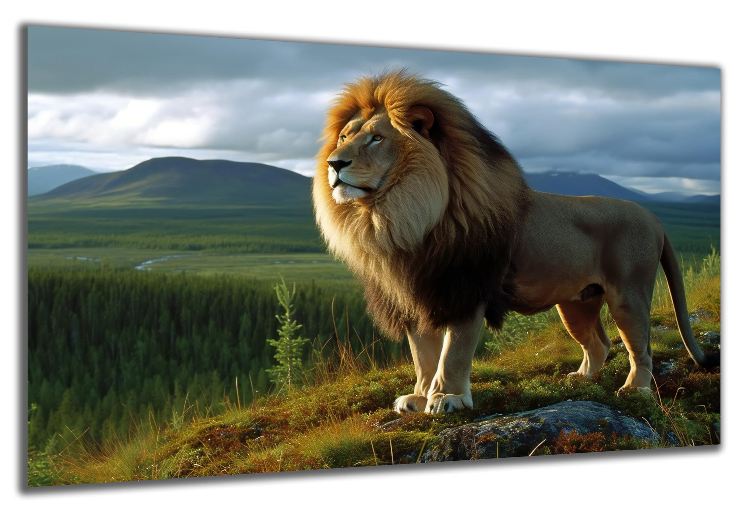DARO Design Wandbild Löwen Wandbilder Wand Deko Bilder Geschenk Modern Leinwandbild, (Löwe - Bild groß Wohnzimmer Schlafzimmer Büro Flur Esszimmer Einteilig Querformat Fotodruck Löwen), 70x50 cm
