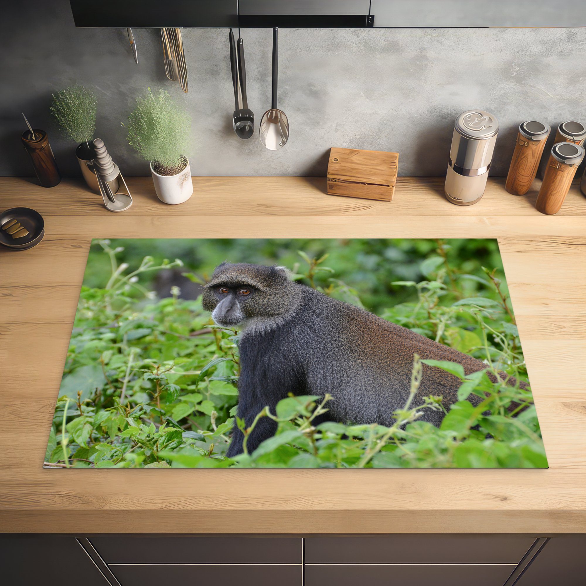 MuchoWow Herdblende-/Abdeckplatte Neugieriger Affe in die Vinyl, küche, den 81x52 Schutz Arusha-Nationalparks, (1 dichten tlg), cm, Wäldern Induktionskochfeld für Ceranfeldabdeckung des