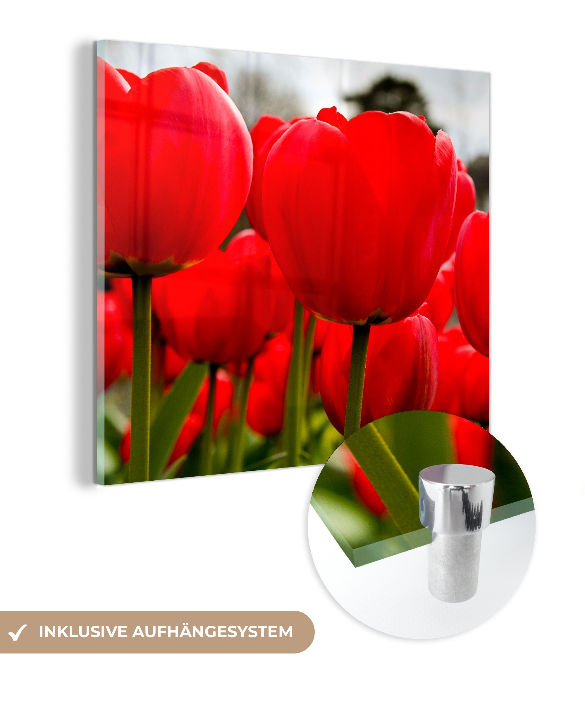 MuchoWow Acrylglasbild Nahaufnahme von roten Tulpen, (1 St), Glasbilder - Bilder auf Glas Wandbild - Foto auf Glas - Wanddekoration | Bilder