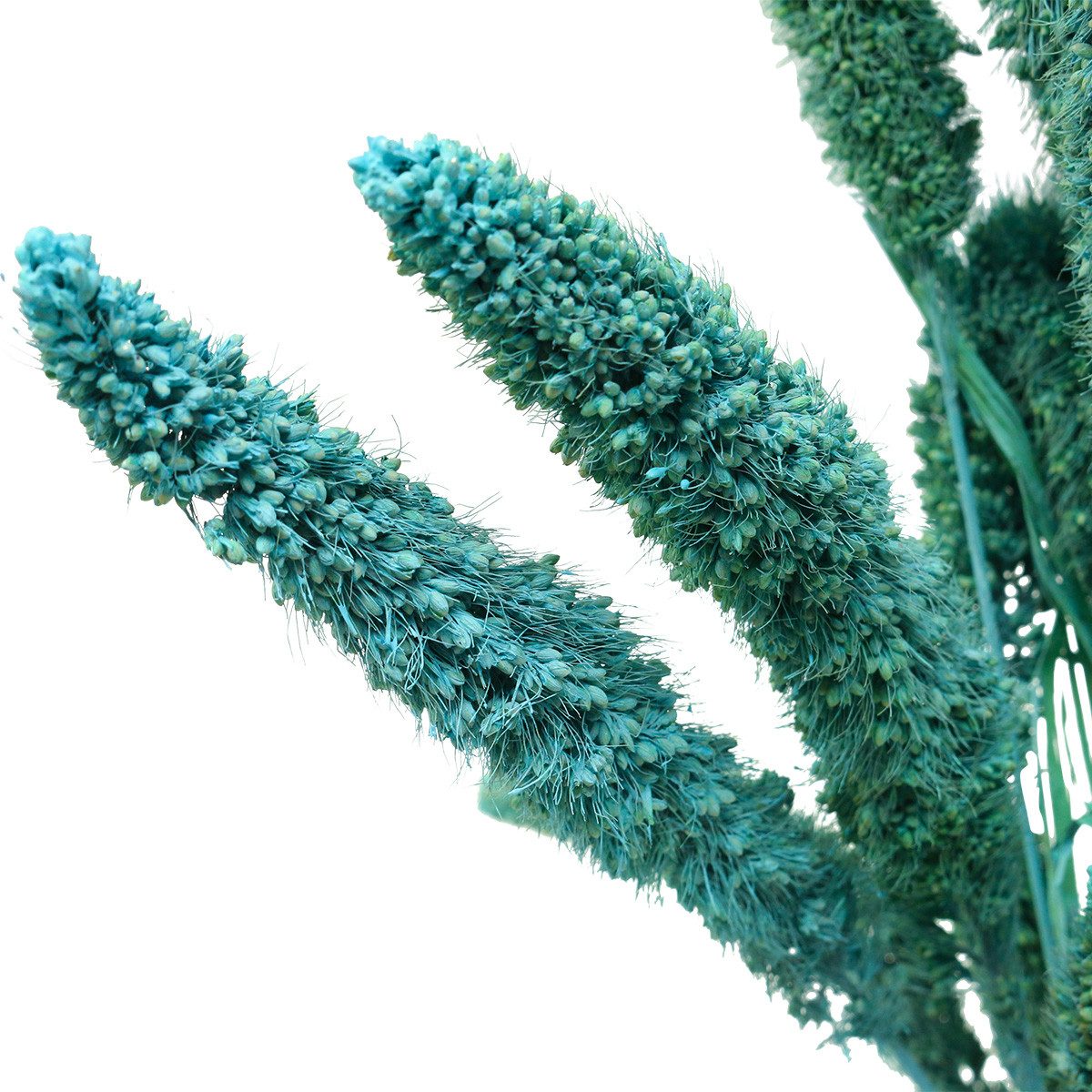 Trockenblume Trockenblumen Setaria Pumila Blau 65cm 200g Borstenhirse Deko, H. Andreas Belles fleurs, Höhe 65 cm