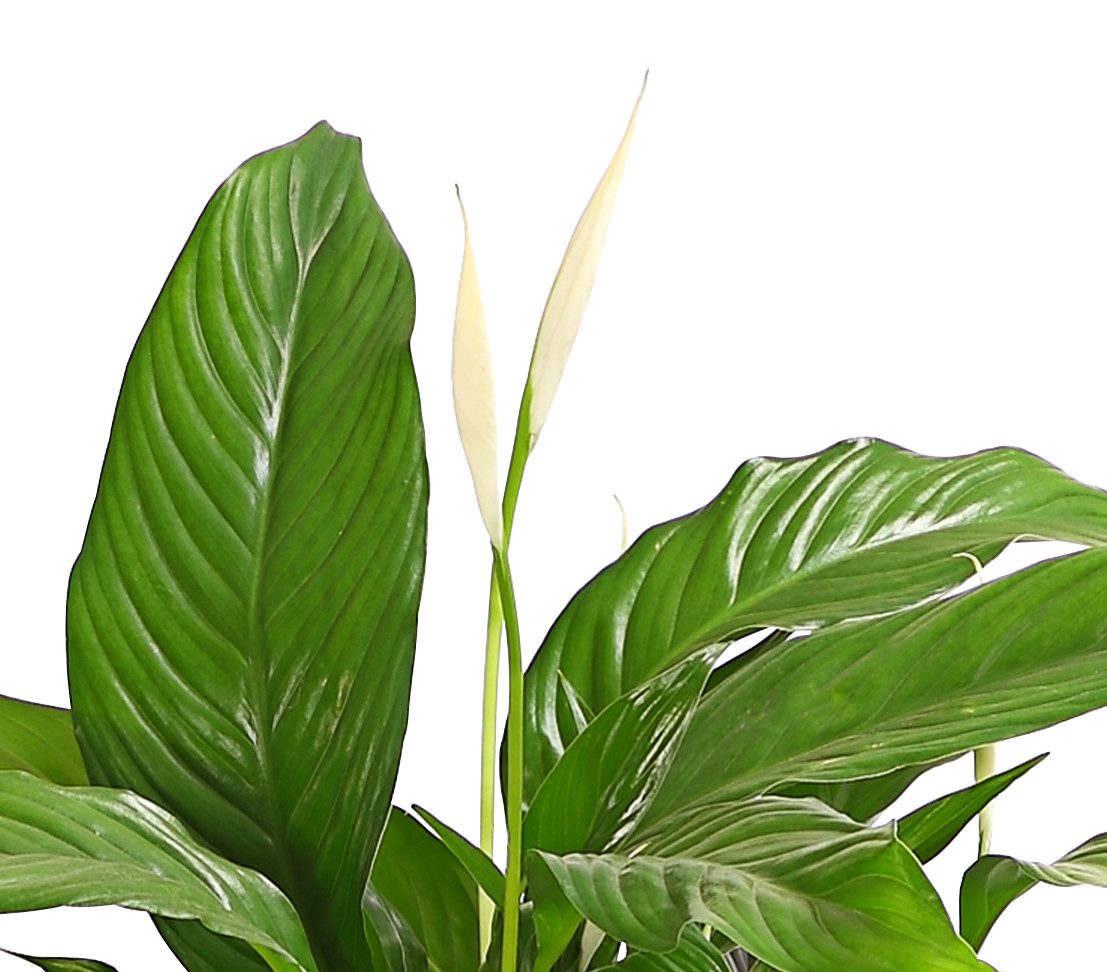 Dehner Zimmerpflanze Einblatt Air So Pure®, Spathiphyllum wallisii Bingo, 60-65 cm, luftreinigend, pflegeleicht, weiße Blüten