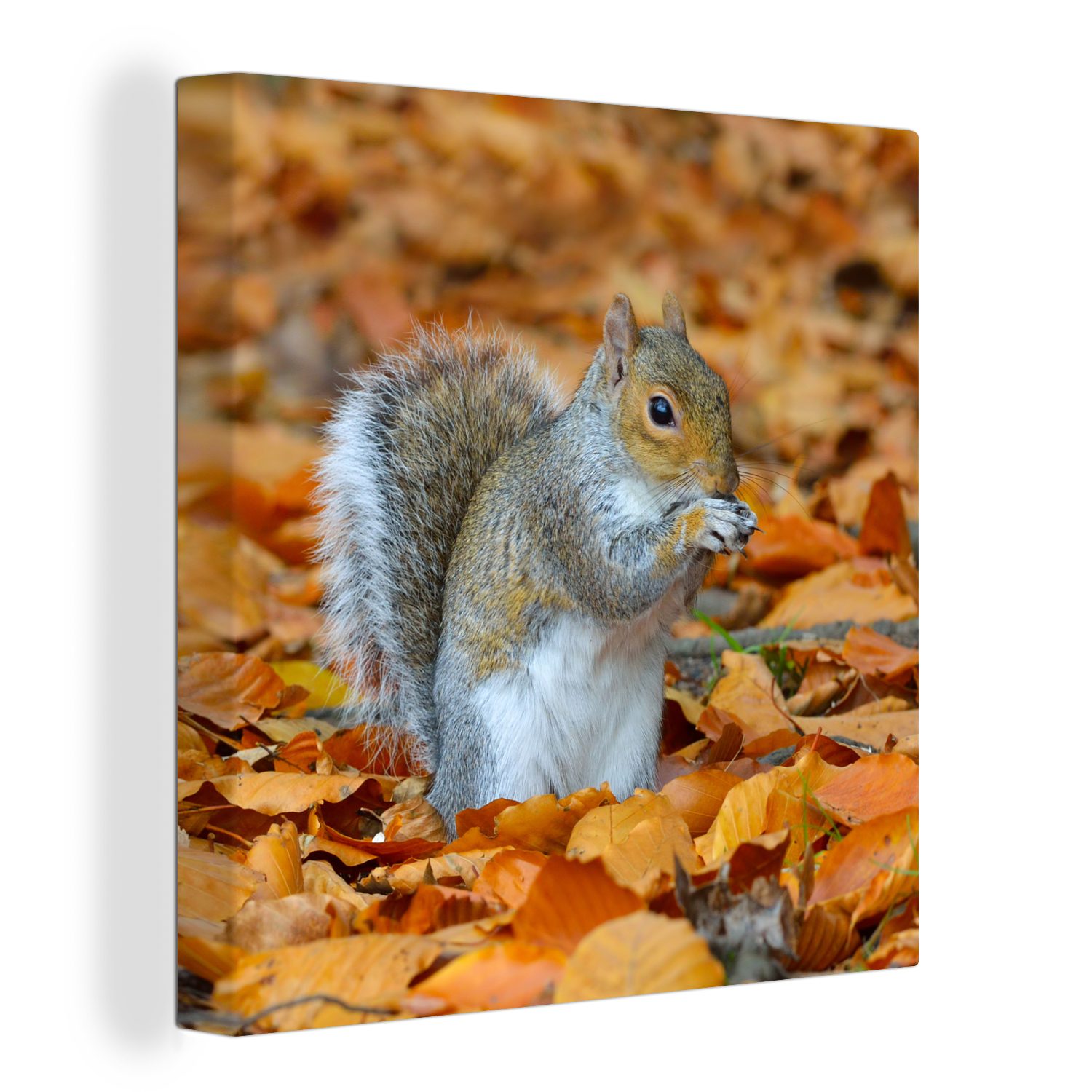 OneMillionCanvasses® Leinwandbild Eichhörnchen zwischen dem für Bilder Schlafzimmer St), Herbstlaub, Wohnzimmer Leinwand (1