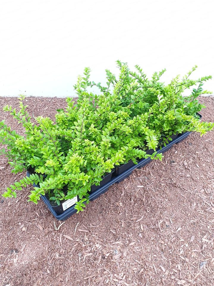 Pflanzen für Dich Bodendecker Lonicera nitida Maigrün, 1 St., Heckenmyrte, Immergrüne Heckenkirsche, kleinblättrig, schnittverträglich