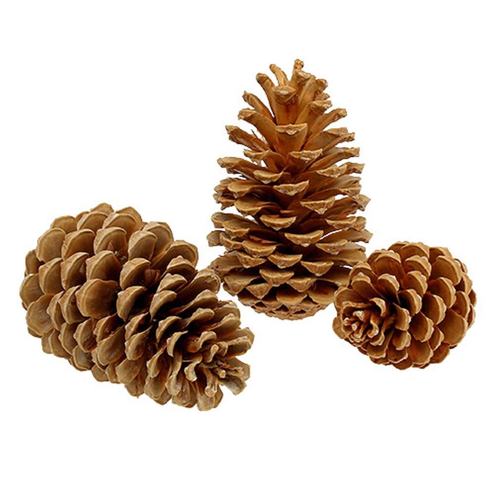 Trockenblume Maritima Zapfen Mix Creme-Vanille, Deko-Kiefernzapfen für, Viana, Höhe 15 cm