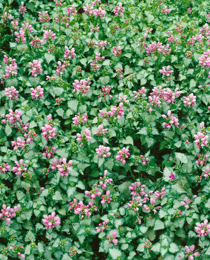 Pflanzen für Dich Staude Lamium maculatum Pink Pewter, 1 St., Gefleckte Taubnessel
