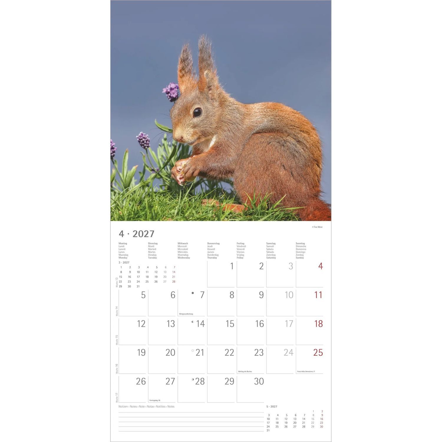 NEUMANN Wandkalender Eichhörnchen 2027