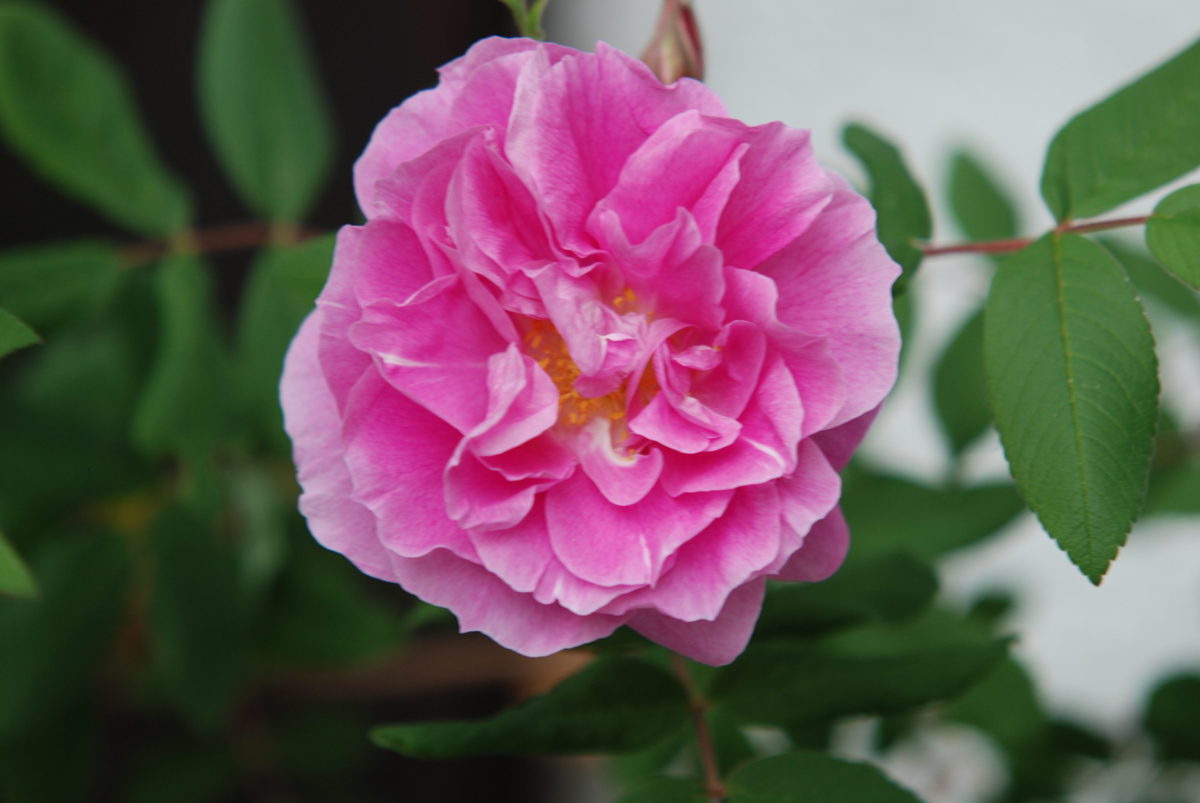 Baumschule Gold Rose Rose Therese Bougnet