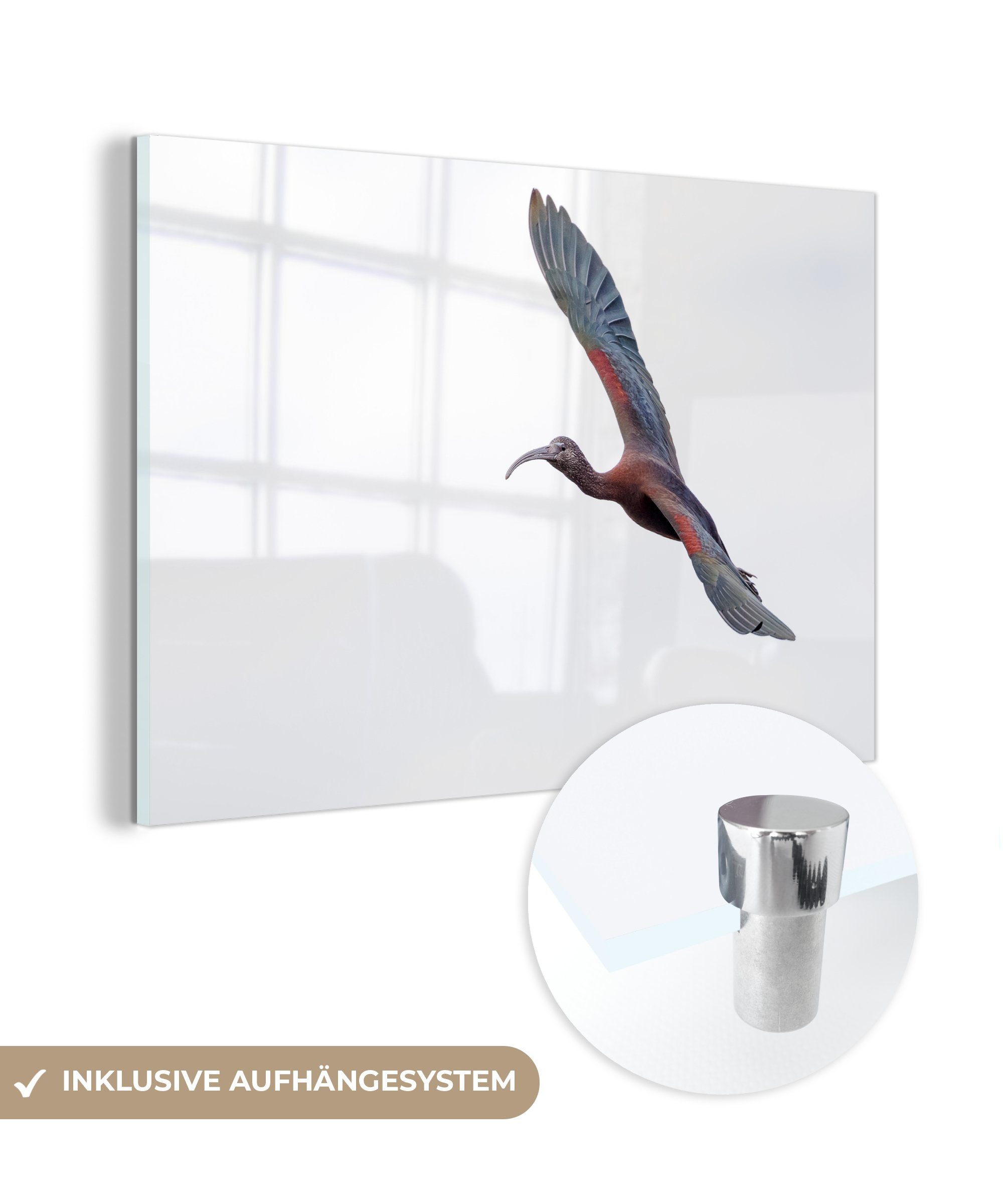 MuchoWow Acrylglasbild Fliegender Japanischer Haubenibis, (1 St), Acrylglasbilder Wohnzimmer & Schlafzimmer