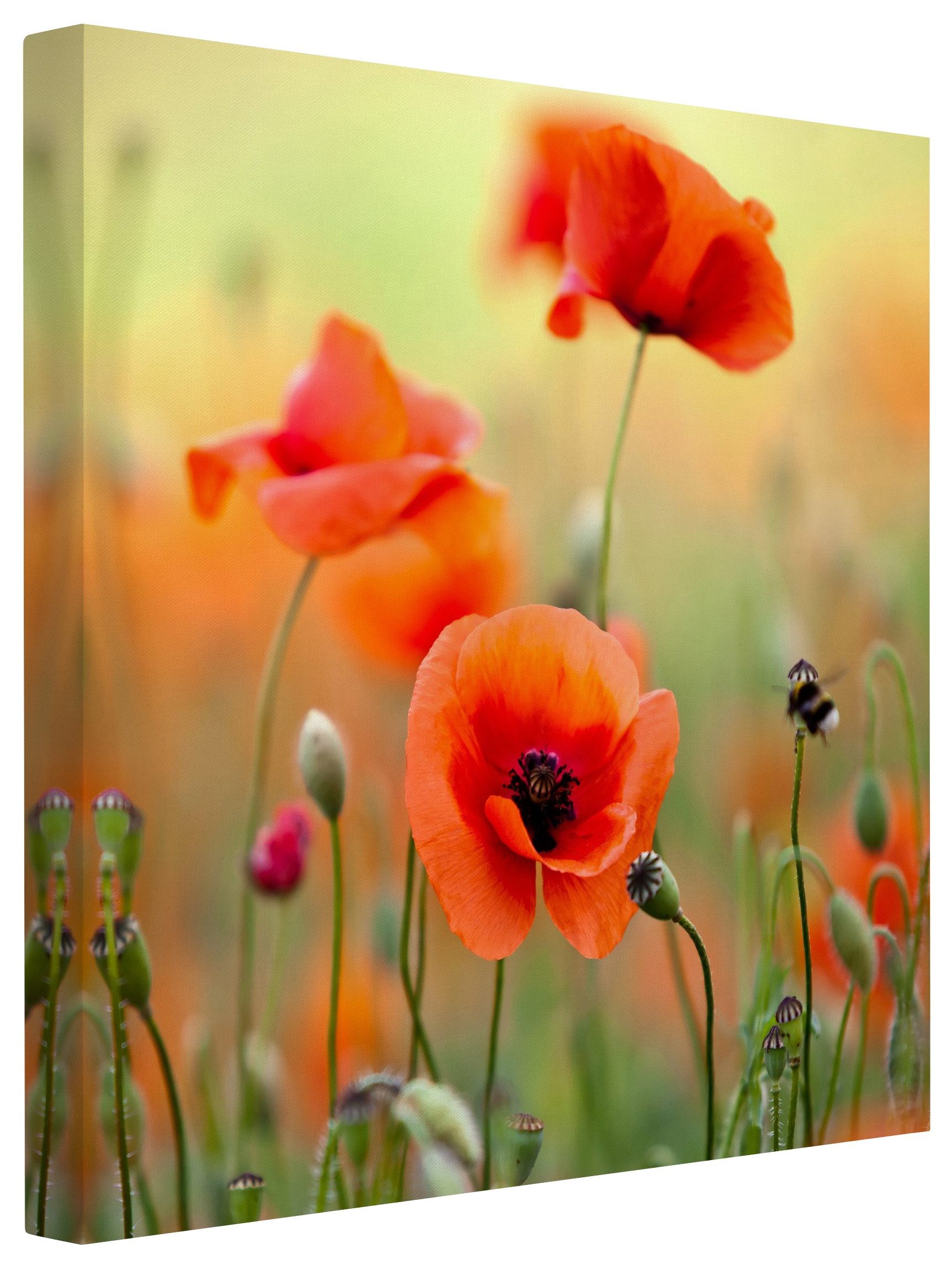 Bilderdepot24 Leinwandbild Blume Natur Modern Roter günstig online kaufen