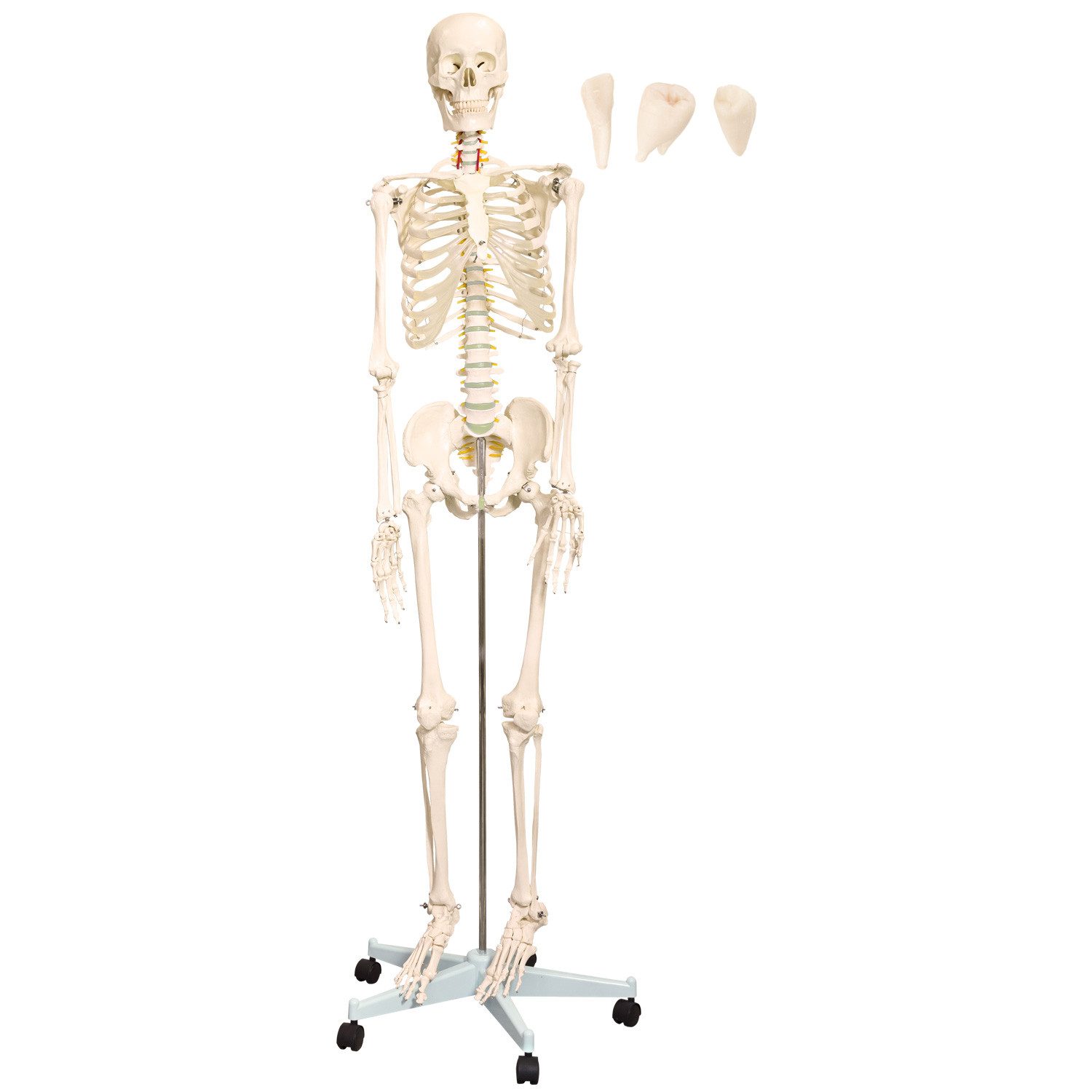 MedMod Dekoobjekt Anatomie Modell Skelett lebensgroß Menschliches 175 cm mit Ständer