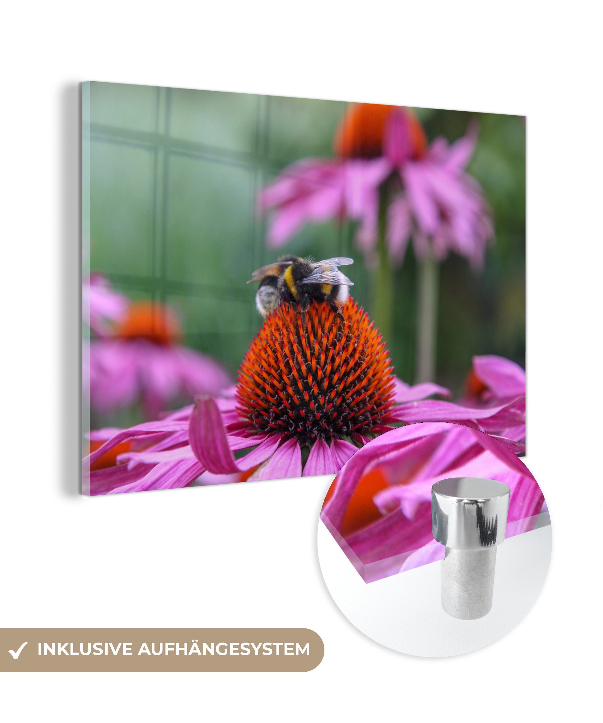 MuchoWow Acrylglasbild Klares Foto einer Hummel auf einer bunten Blüte, (1 St), Acrylglasbilder Wohnzimmer & Schlafzimmer