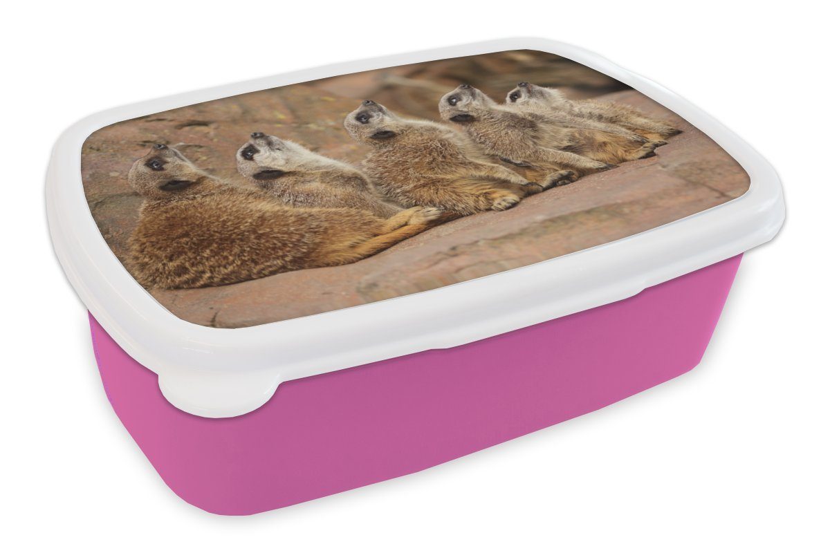 MuchoWow Lunchbox Erdmännchen - Felsen - Natur, Kunststoff, (2-tlg), Brotbox für Erwachsene, Brotdose Kinder, Snackbox, Mädchen, Kunststoff rosa