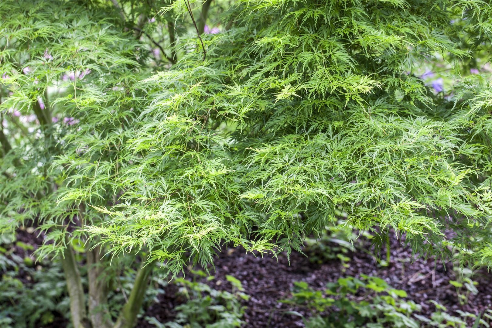 Pflanzen für Dich Gehölze Acer palmatum Seiryu, 1 St., Fächerahorn, Japanischer Ahorn