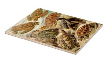 Posterlounge Holzbild Ernst Haeckel, Schildkröten, Chelonia (Kunstformen der Natur, 1899), Malerei