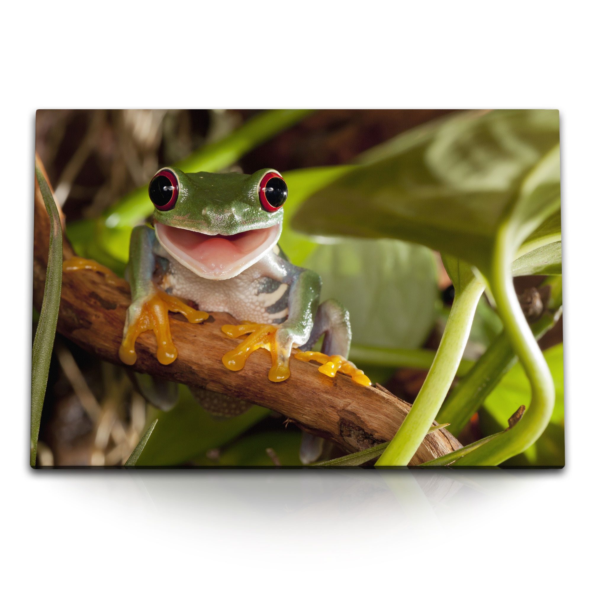 Sinus Art Leinwandbild 120x80cm Wandbild auf Leinwand Kleiner Frosch im Dschungel Tropisch Ex, (1 St)