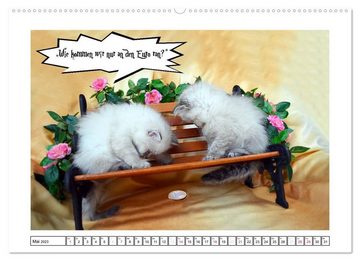 CALVENDO Wandkalender Lustiger Katzenkalender (Premium, hochwertiger DIN A2 Wandkalender 2023, Kunstdruck in Hochglanz)