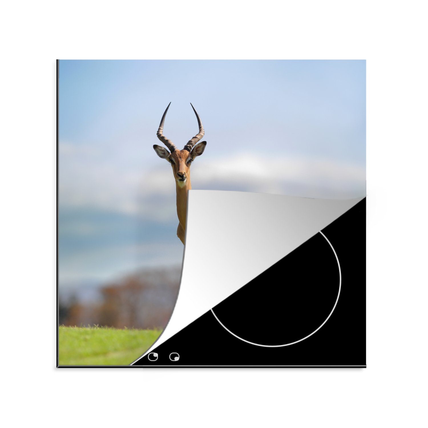 MuchoWow Herdblende-/Abdeckplatte Gazelle - Grün - Gras, Vinyl, (1 tlg), 78x78 cm, Ceranfeldabdeckung, Arbeitsplatte für küche