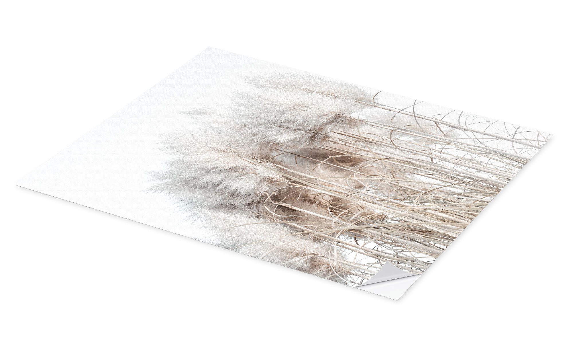 Posterlounge Wandbild Pampasgras I, Magda Izzard, günstig online kaufen