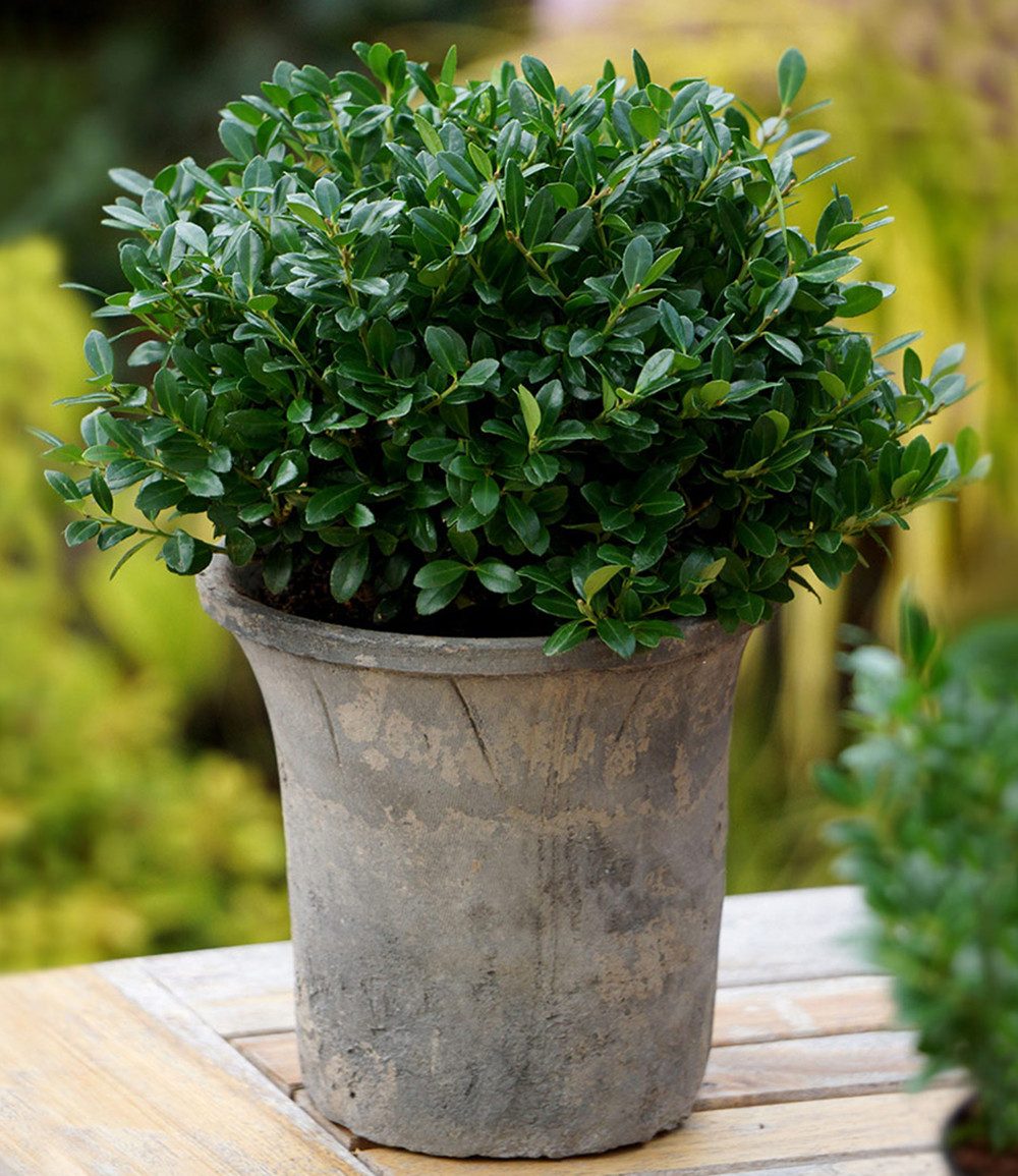 Zierstrauch Ilex 'Luxus® Globe' der Buchs-Ersatz