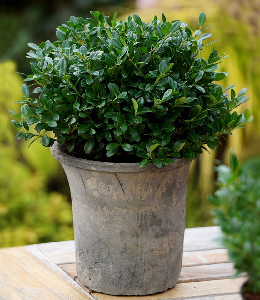 BALDUR Garten Zierstrauch Ilex 'Luxus® Globe' der Buchs-Ersatz, 1 St., Buxus, immergrün,winterhart, mehrjährig, pflegeleicht