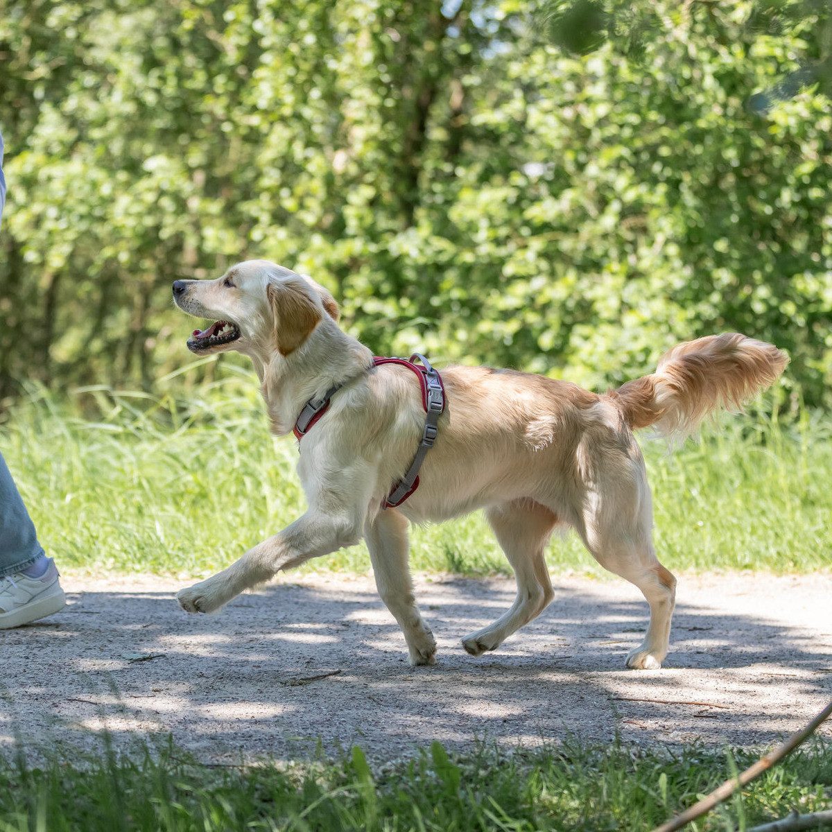 TRIXIE Hunde-Geschirr Premium Active Geschirr sangria günstig online kaufen