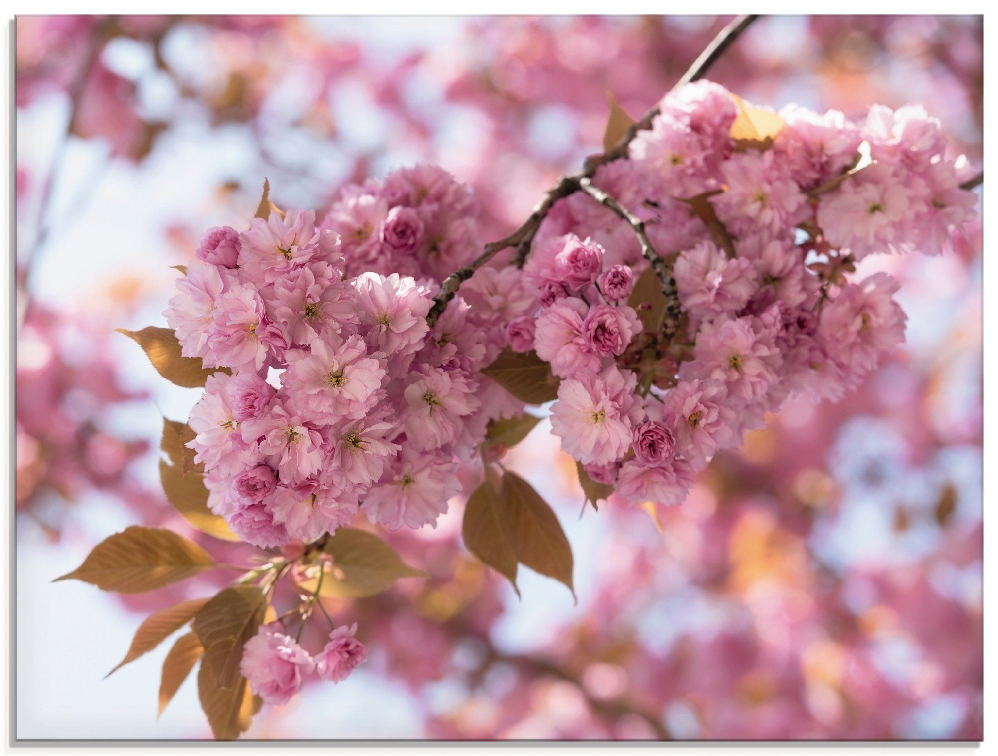 in (1 Kirschblüte St), Love Größen Artland verschiedenen Japanische Glasbild Blumen in I,