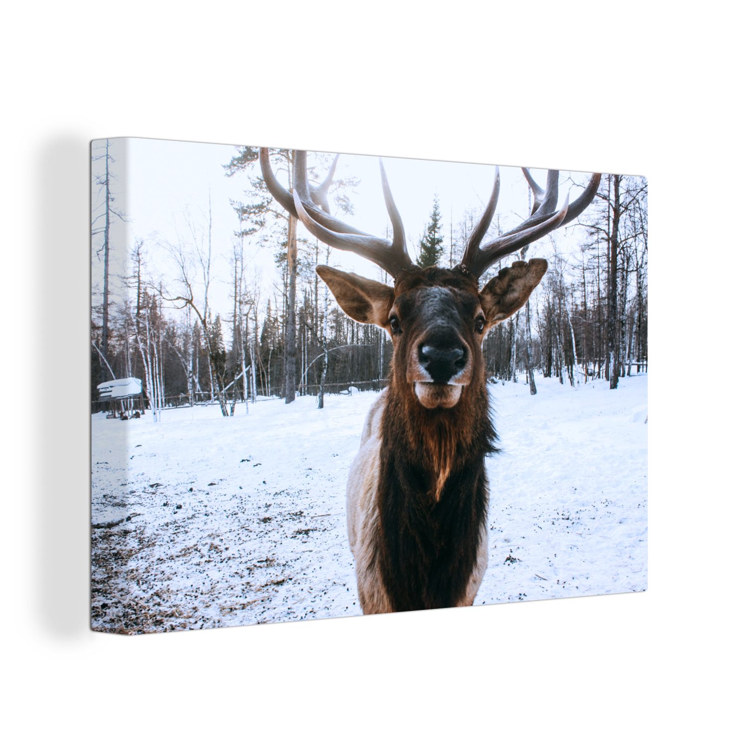 OneMillionCanvasses® Leinwandbild Rotwild Schnee Wanddeko, - cm Nase, (1 30x20 Leinwandbilder, - Aufhängefertig, Wandbild St)