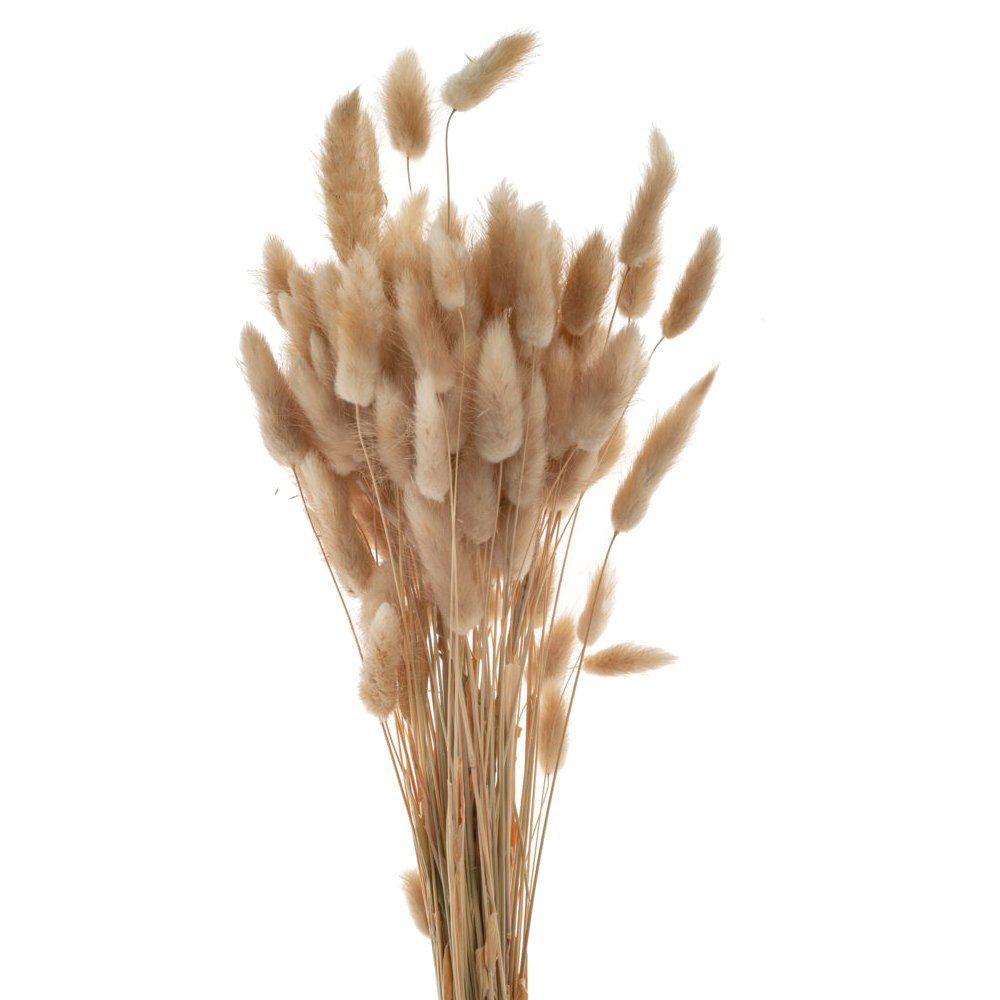 Kunstblume Samtgras Lagurus Beutel matches21 cm & Echtgras cm HOME Samtgras, braun 60 Trockenpflanze 60-70 Höhe HOBBY